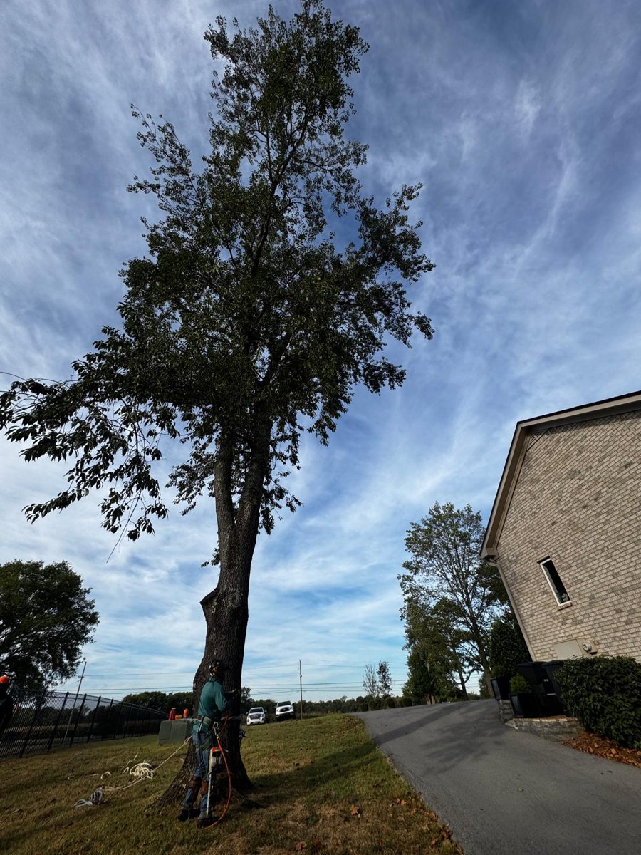 Tall tree next to a house and driveway before removal, climber at the base